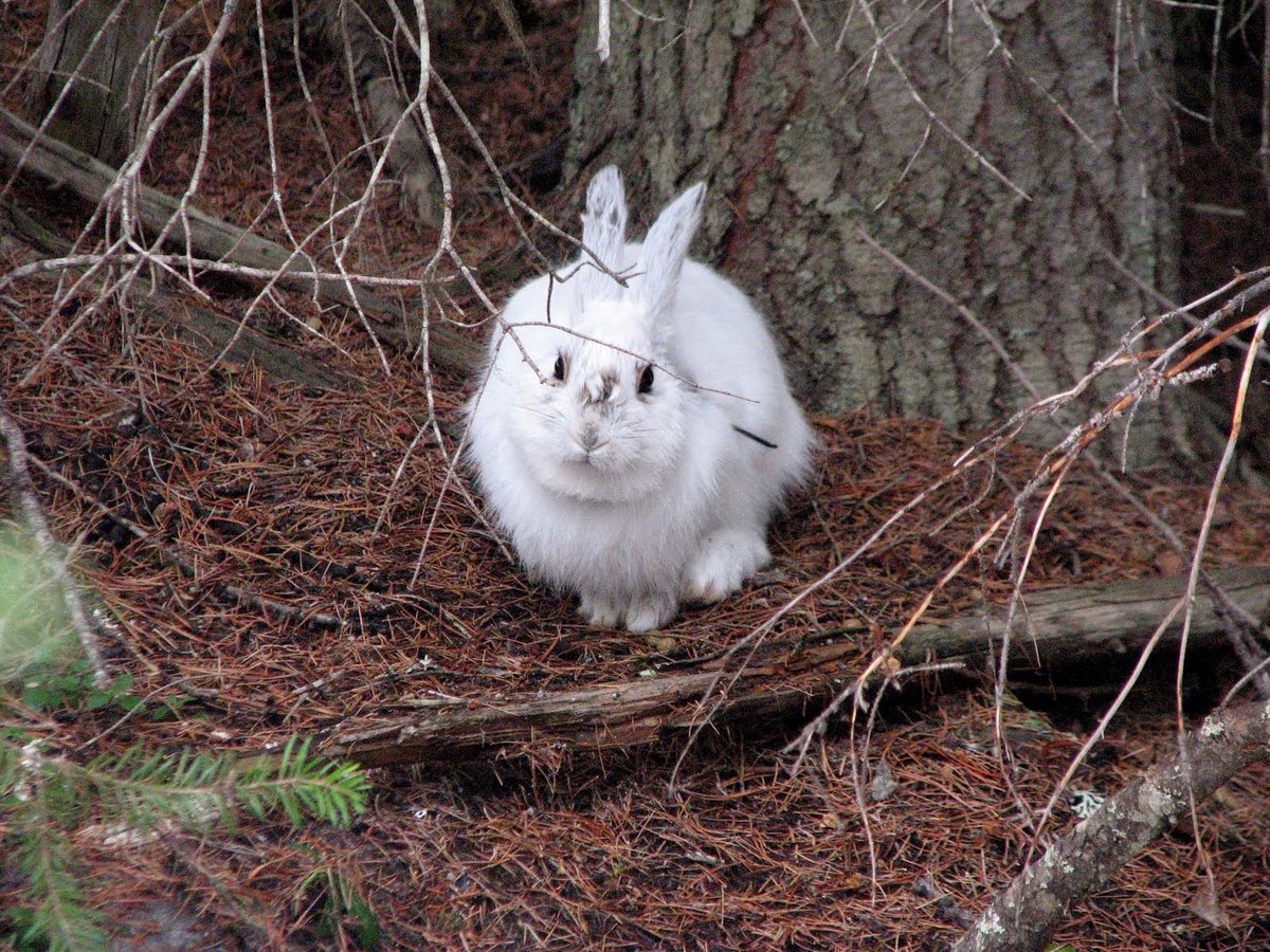 New study documents vector-transmitted diseases in snowshoe hares in the Upper Peninsula of Michigan. These hares occupy the southern periphery of the species’ range and are vulnerable to climate change which may increase in disease occurrence: meridian.allenpress.com/jwd/article-ab…