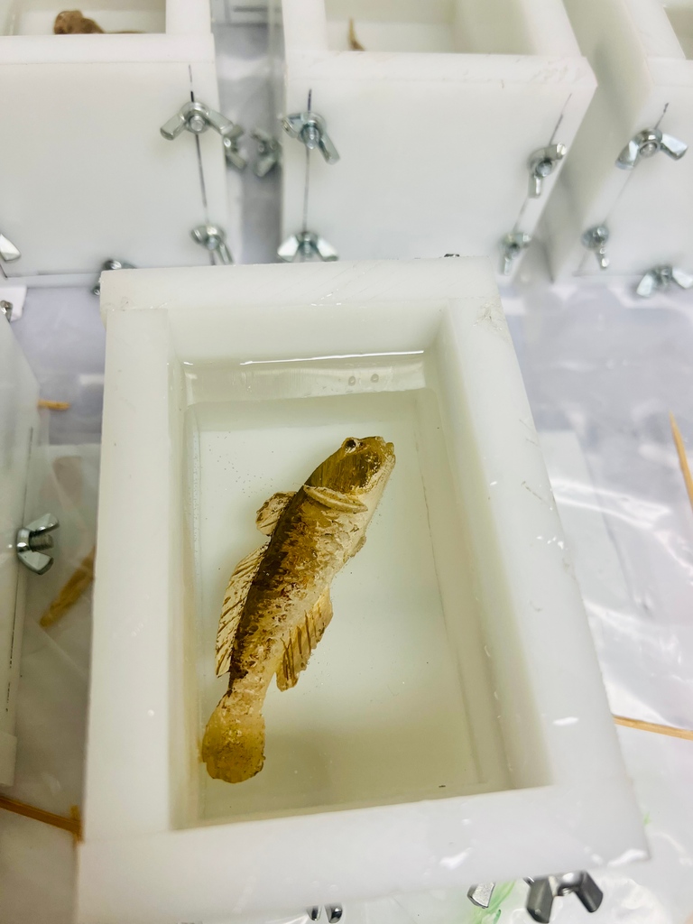 AtomicCarrots's tweet photo. Our Round Goby fish, crafted through 3D printing and intricate hand painting before being encased in resin, awaits final touches. We chose Deep Pour Epoxy Resin Liquid Glass by @fgcicorp for its suitability with our deep molds, despite its longer setting time. https://t.co/8vvqZjABTL