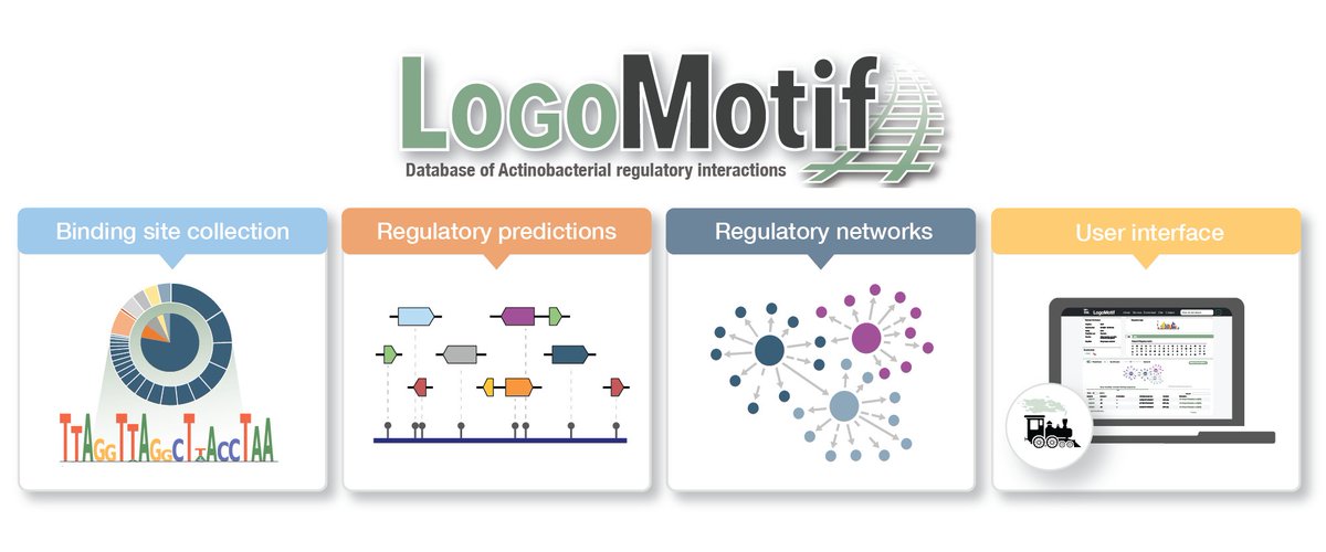 HannahAugustijn's tweet photo. Excited to share our new preprint on LogoMotif! 🚂 We've created a database dedicated to transcription factor binding sites of Actinobacteria for regulatory network exploration 🧬🔍 Thanks to @marnixmedema @GillesvanWezel and all others! Read more at: https://t.co/TbHncFGiW6 https://t.co/N4vhTMV8SY