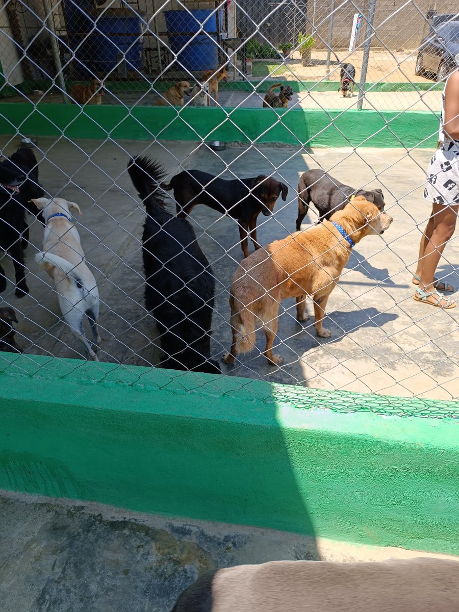 Around here we still have $148 outstanding from the shelter food a couple of days ago. 
If you can support I would be grateful ❤️
PD: I got necklaces at a great price for all my babies 🥹
Tinyurl.com/Maullidos