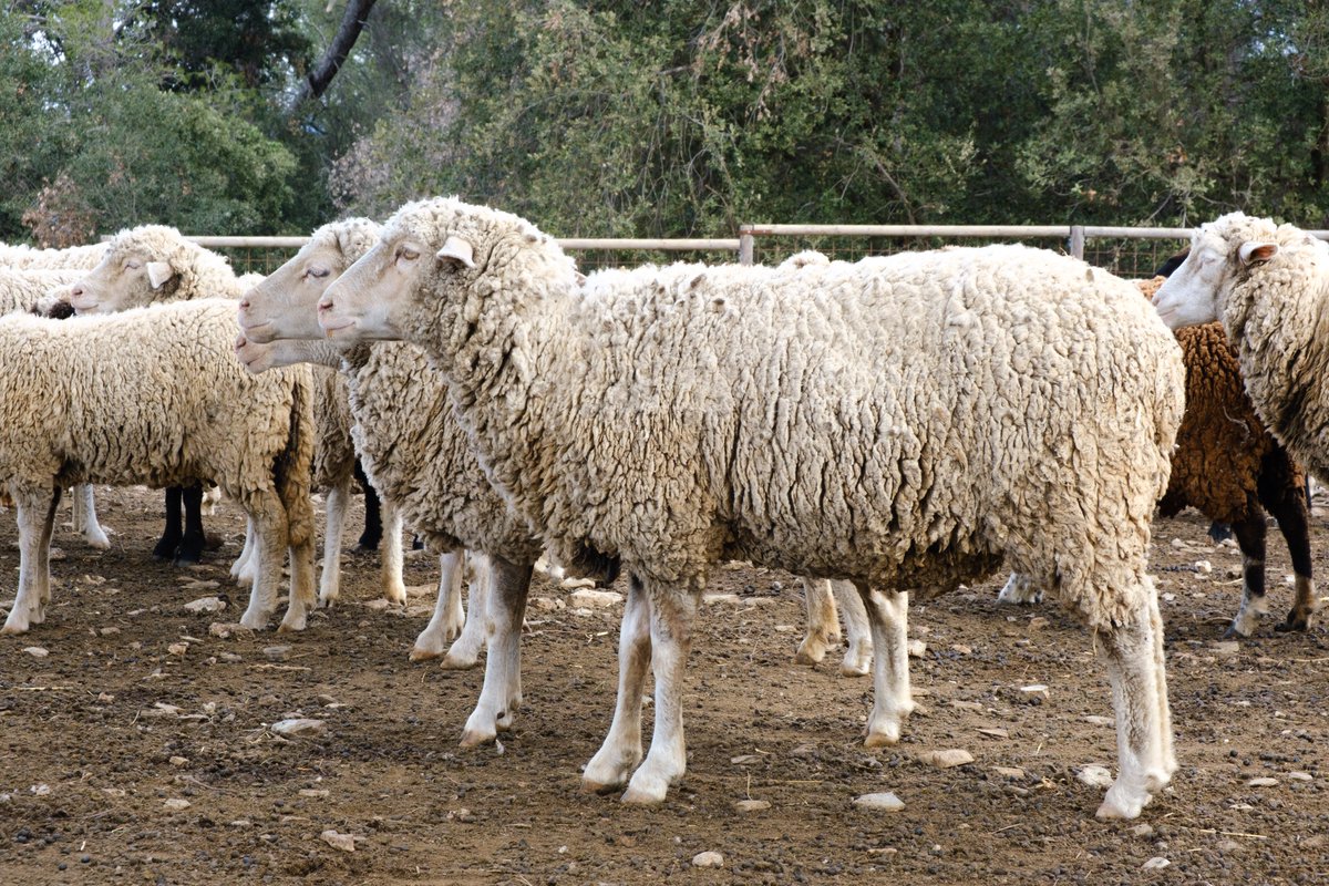 🌄La serra de Collserola és un refugi de natura pels milions de persones que viuen al seu voltant

Però, la proximitat a aquesta massa forestal comporta un risc d'incendis per a la població 🔥 Què es pot fer per reduir-lo?