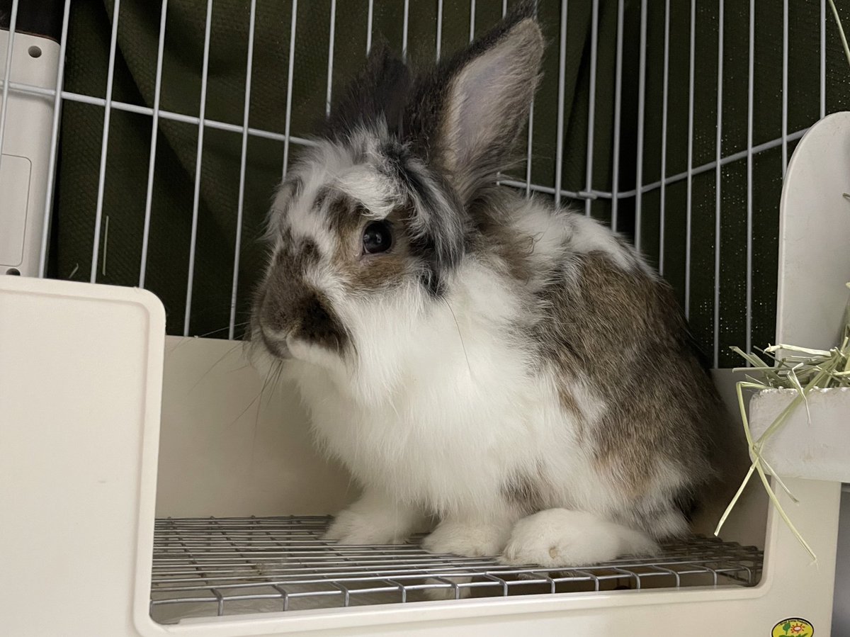 なにみとんねん

#うさぎがいる暮らし　　#うさぎ飼いと繋がりたい　　#ライオンラビット