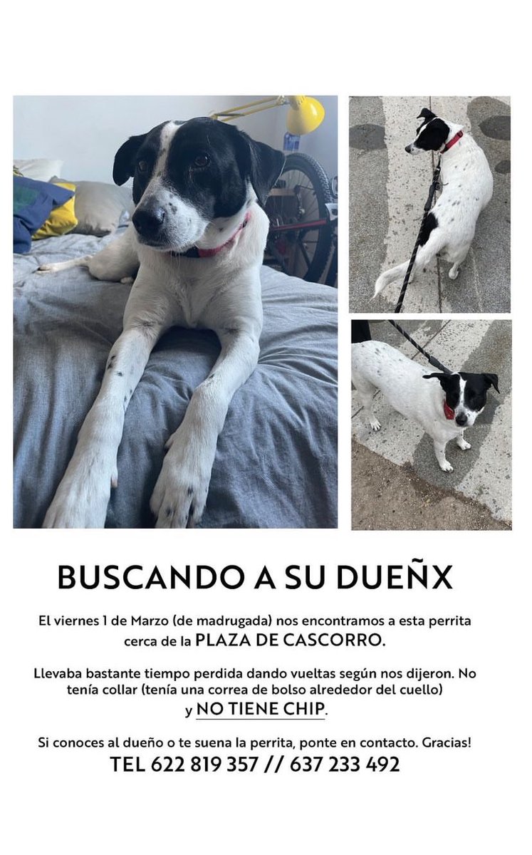 MadridDecadente's tweet photo. 📌 Plaza de Cascorro 

¿Ayudamos con la magia de Twitter a encontrar a los dueñ@s de esta perrita perdida en la plaza de Cascorro? https://t.co/f3J07lrmtP