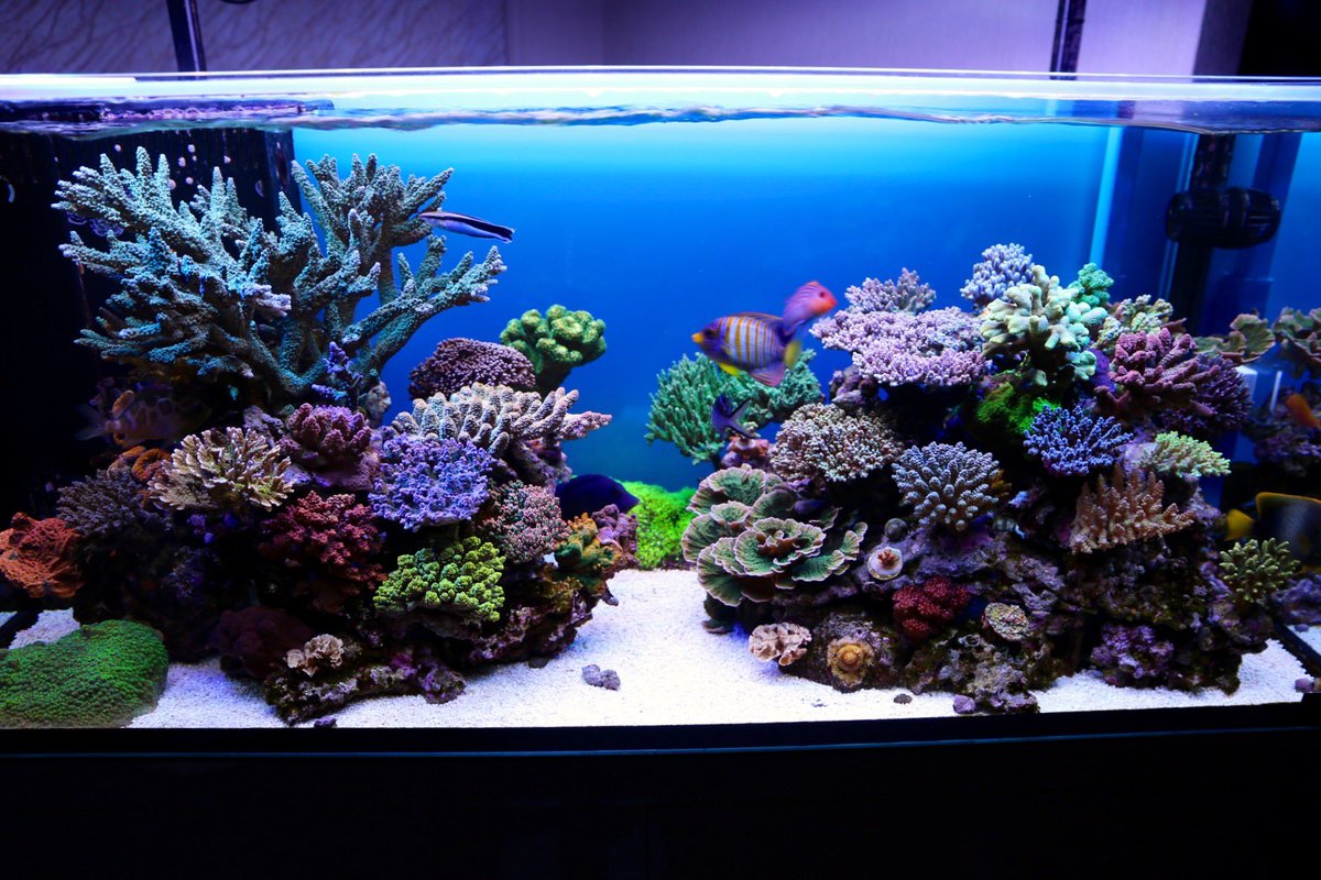 reef tweet media