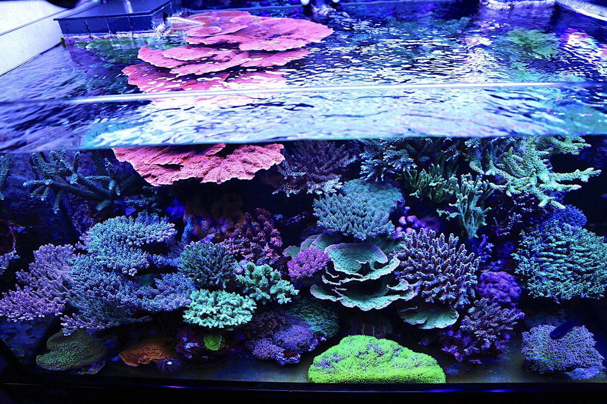 reef tweet media