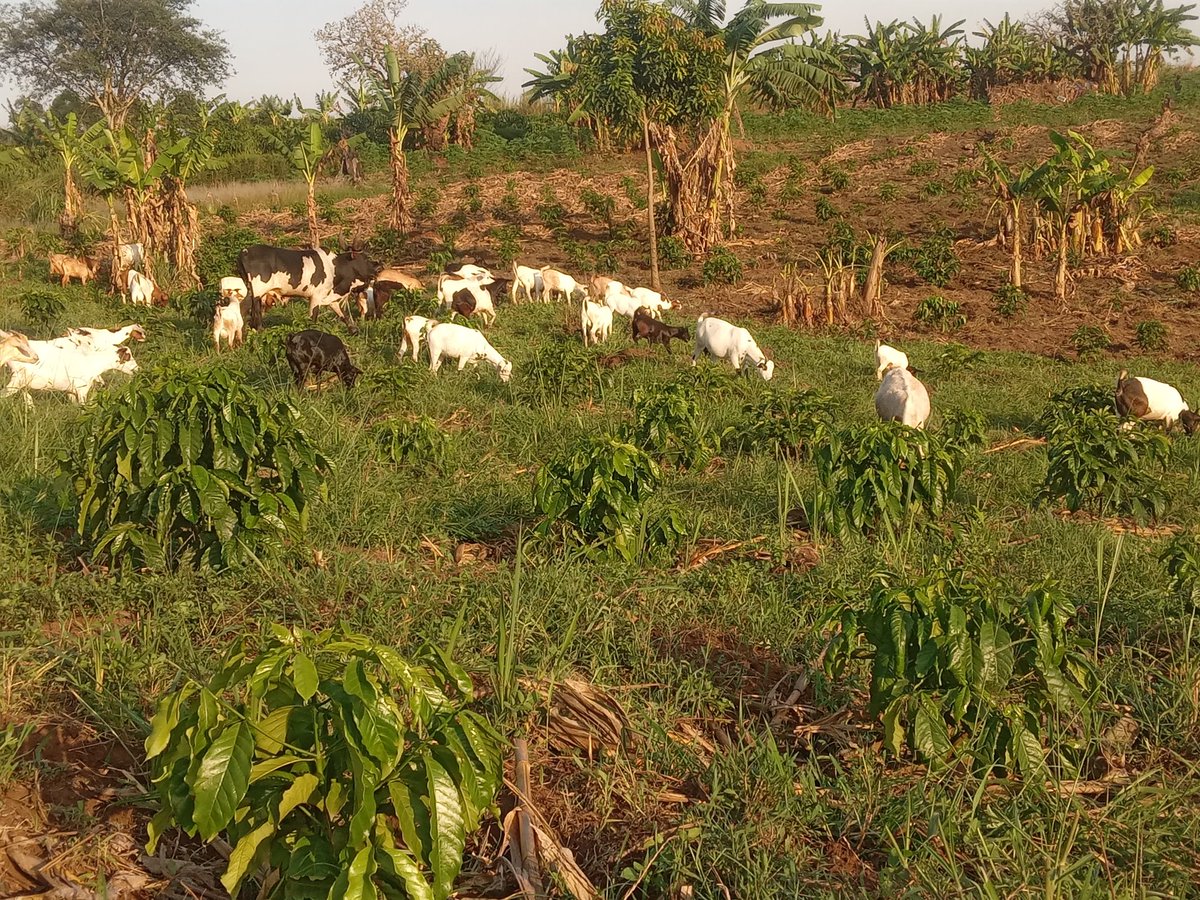 Isn't this beautiful? Regenerative agriculture is the way to go! Look at how green the coffee is!