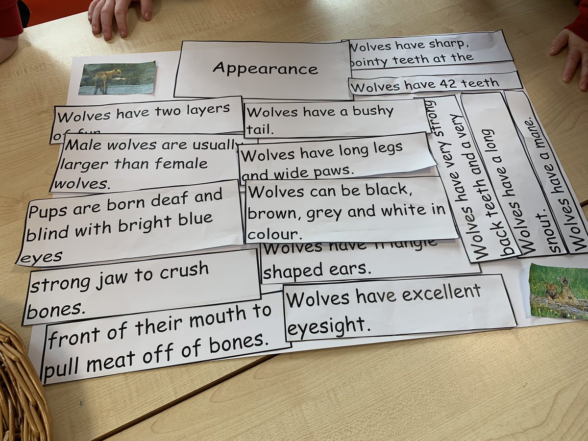 Lots of Deep thinking going on today in Dosbarth Abertawe. We recalled facts about wolves from prior learning and then sorted facts into categories. We are ambitious, capable, learners. <a href="/IDS3to18/">Idris Davies School 3_18</a> <a href="/IDS_Mrs_Evans/">Mrs Evans</a>