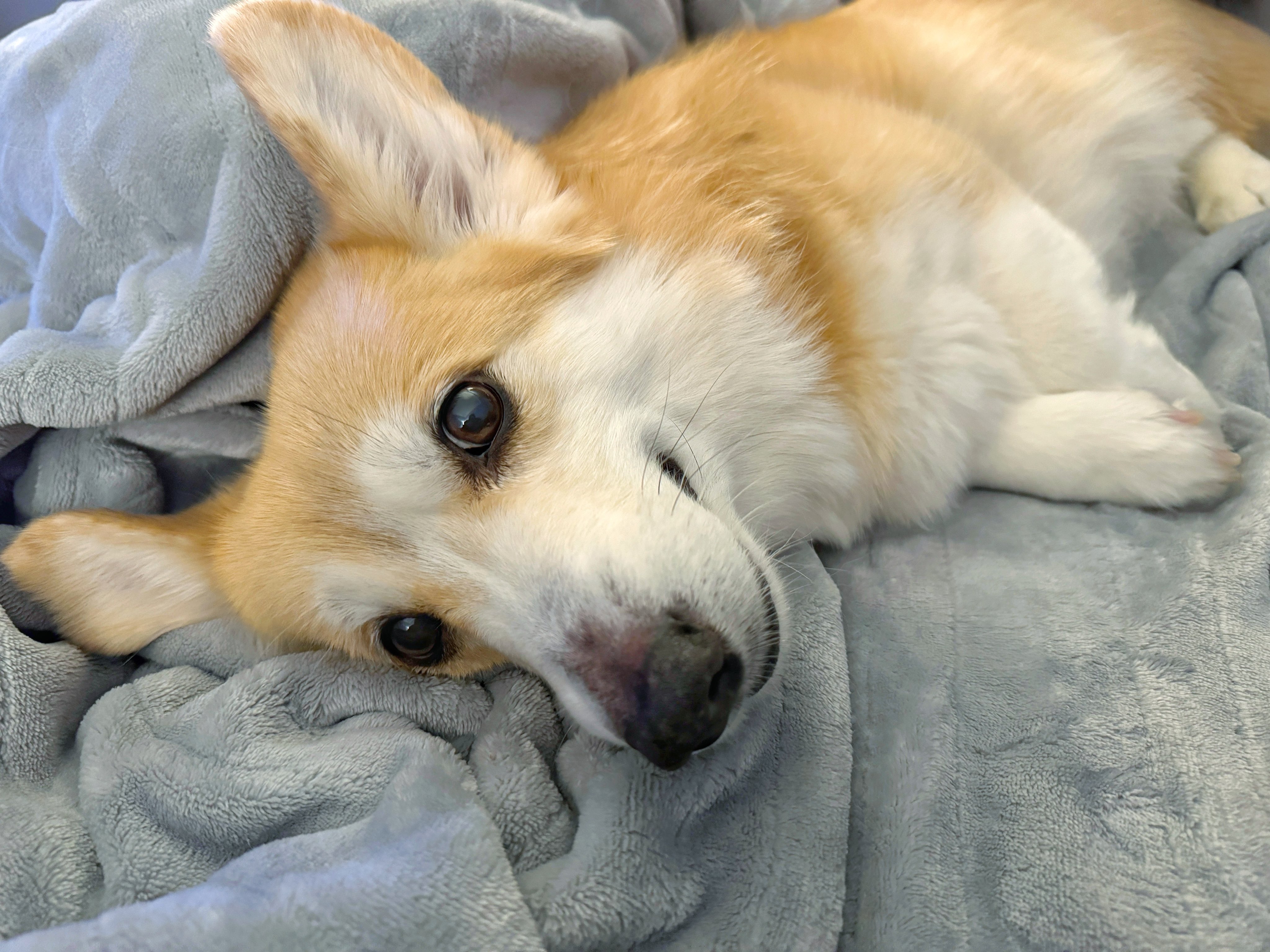 Sick corgi sale
