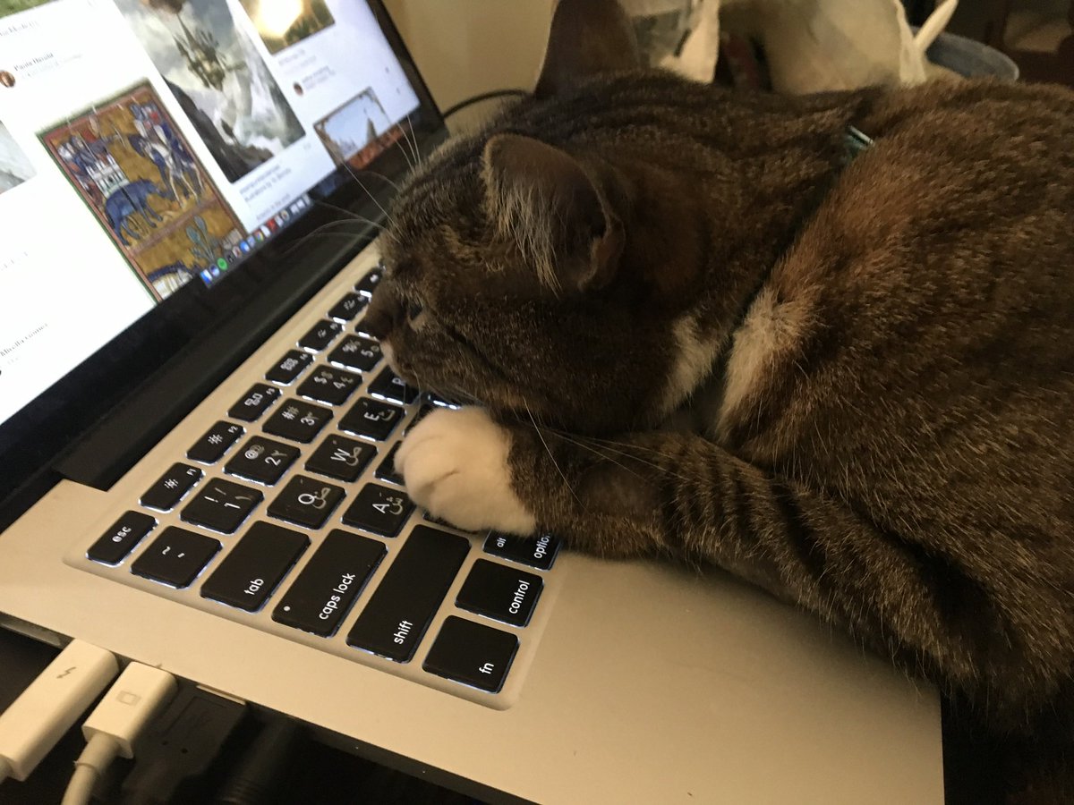 k_a_tuley's tweet photo. Recommend small, personal/research support providers. 

(May entail other complications, particularly international.)

#CatsOfAcademia #CatsofTwittter https://t.co/8IIhIr9XY0