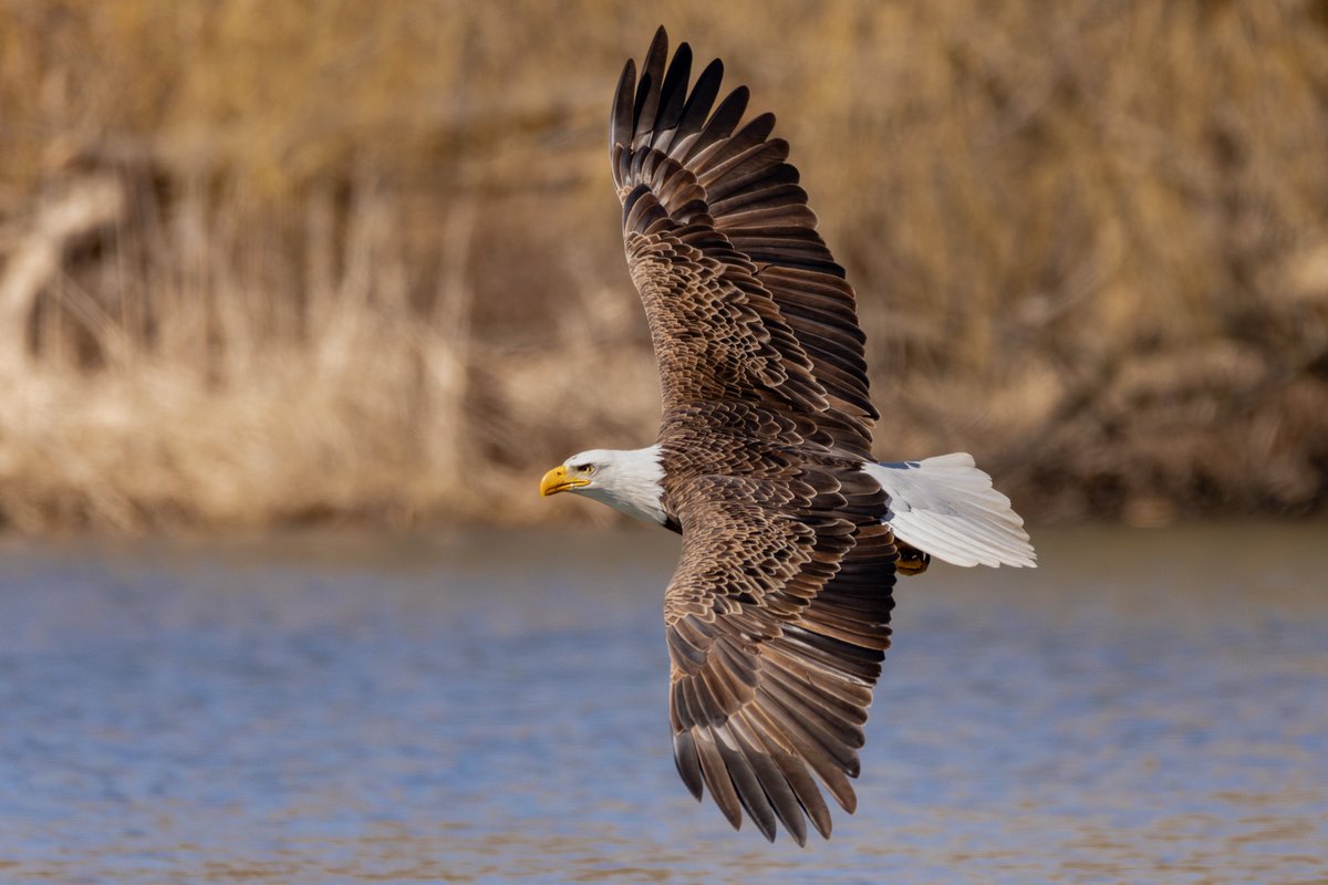 Illinois sees more wintering American bald eagles than any other state outside of Alaska. February is the best time to see them before they migrate back north in March. Plenty of great birding activity these days, so get out and observe!