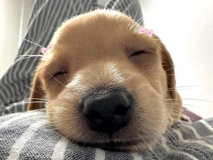 animalswithbows tweet picture