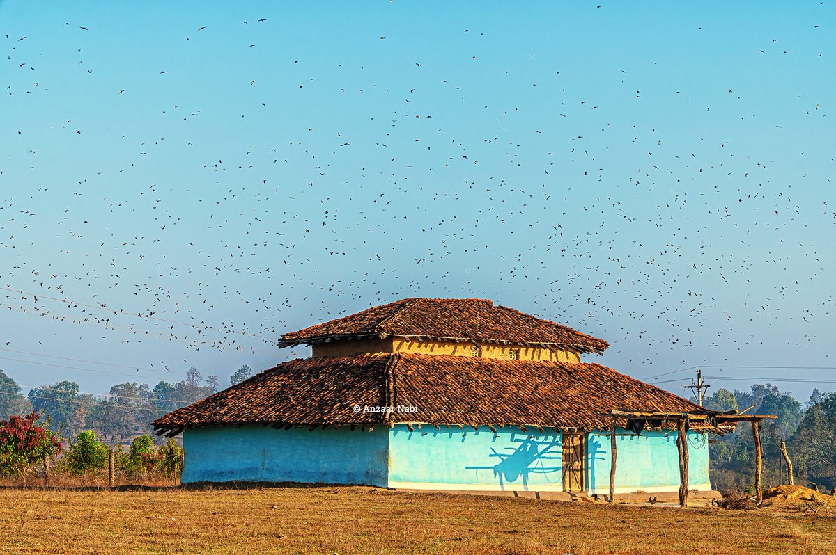 Nestled amidst the Satpura Maikal ranges, Kanha is a vibrant location. Red-rumped Swallow birds on flight. - Kanha, Madhya Pradesh #mptourism #kanha #indiatourism