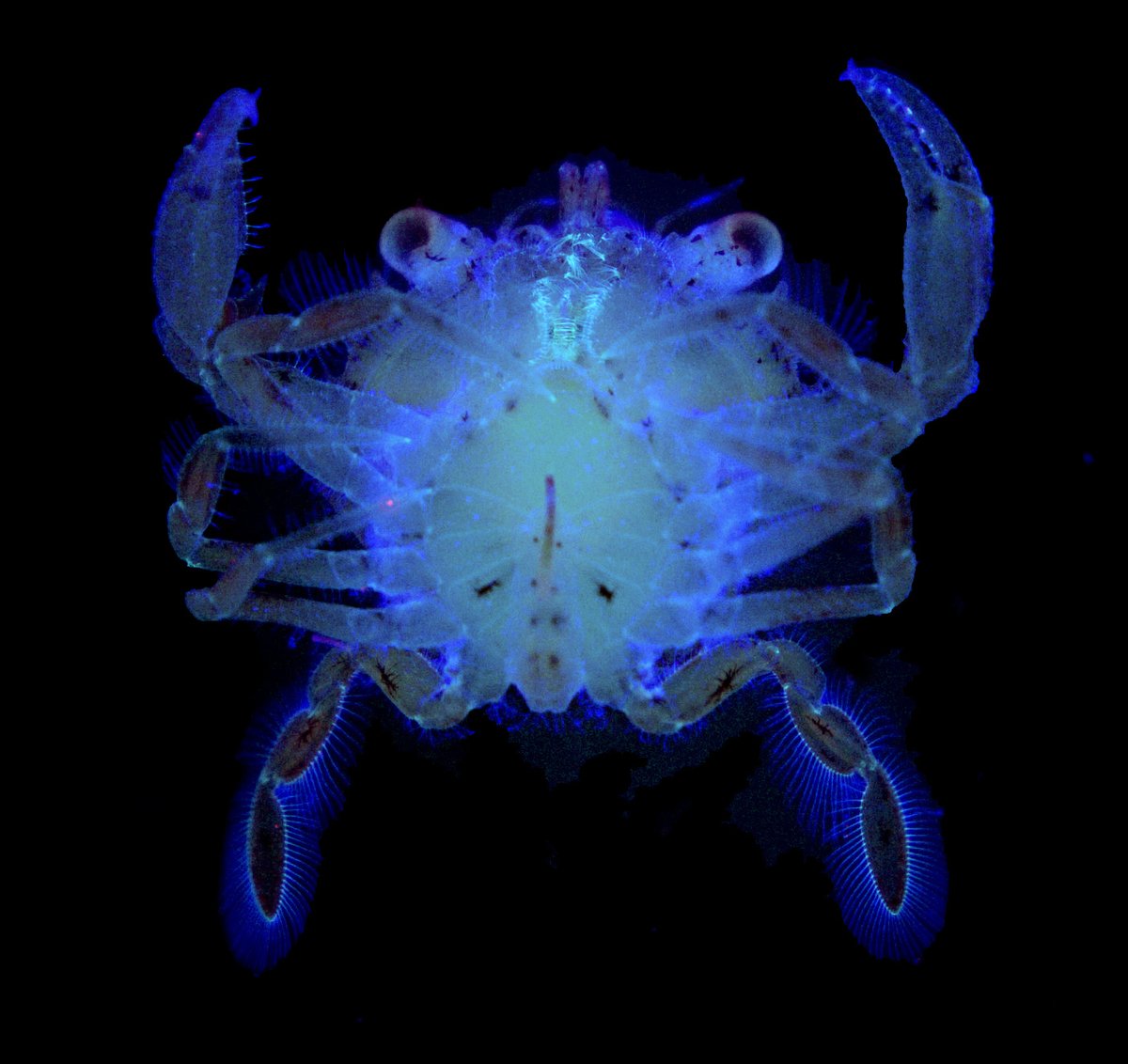 It's #MicroscopyMonday, so let's take a look into the 🔬!

Look at this little crab, the "Crab megalops". 

Credit: Chiara Sinigaglia
 (Observatoire Océanologique de Villefranche sur Mer/ CNRS, France).