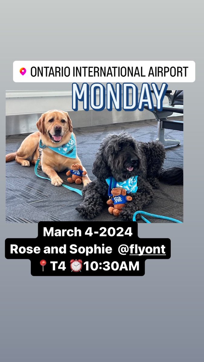 Airport Therapy Dogs tweet media