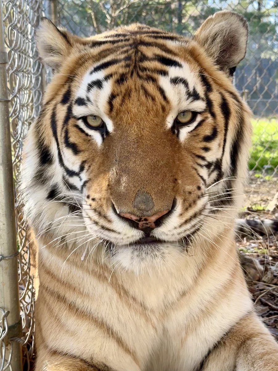Can you imagine this face being stuck in a roadside zoo forever? Handsome Naveen was rescued from Tiger King Park in Oklahoma back in 2021. This facility was shut down due to numerous Endangered Species Act violations. Learn more about Naveen here: ow.ly/1qJX50QKLui