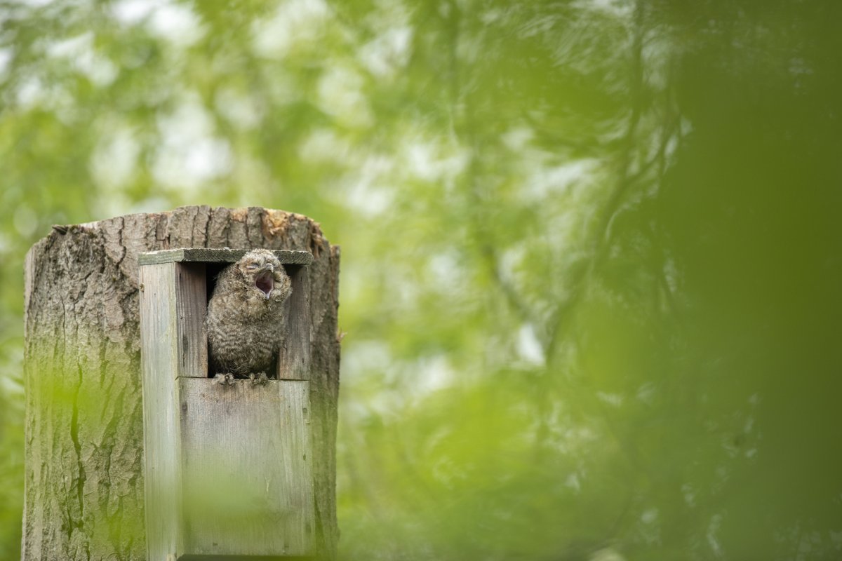 Tawny Owls are one of our earliest nesters here in Scotland. Some pairs lay their first egg in February, but most pairs will lay in March, laying two or three eggs at different times, increasing the chance of chicks surviving if there is limited prey. #TriviaTuesday

📷Ben Andrew