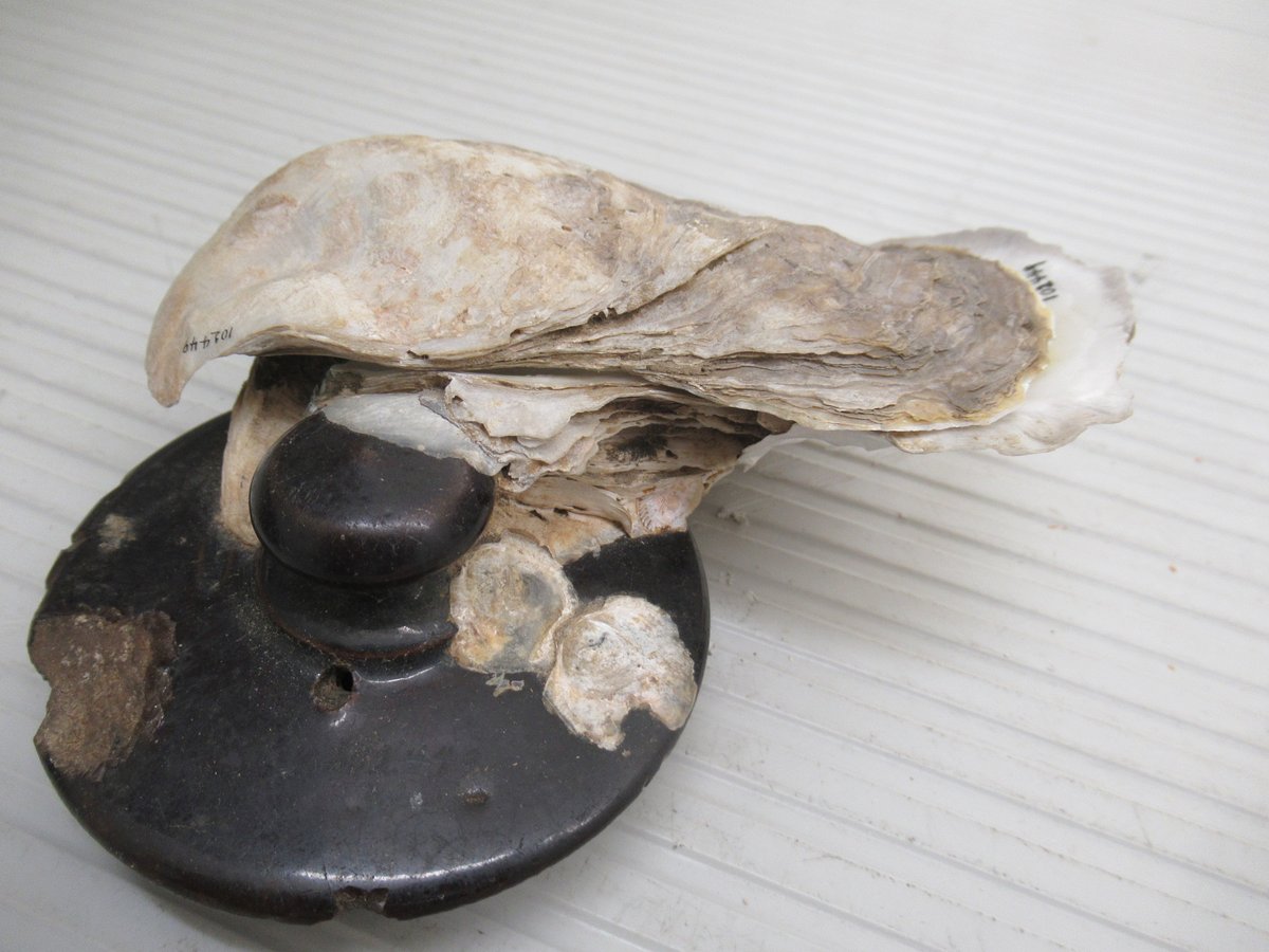 InvertebratesDC's tweet photo. #FROMThecollections! OYSTERS (Crassostrea virginica) on WEIRD stuff! Here's one on a TEAPOT! and from the Potomac River no less! no date on the tag-but it looks early mid 20th Century at least! #molluscmonday #molluskmonday https://t.co/A2NG1MtZjS