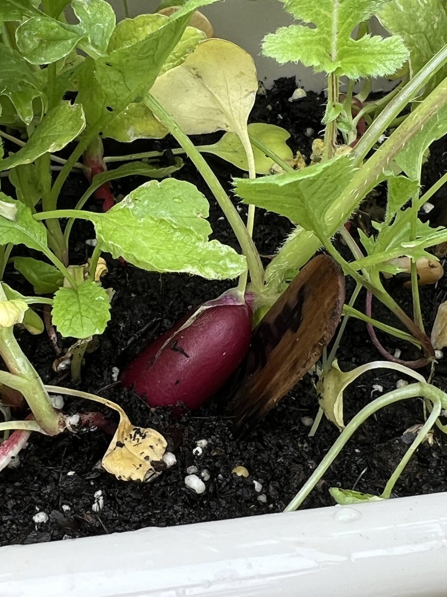 Growing radish in The Plainedge Greenhouse #weareplainedge #facsclass