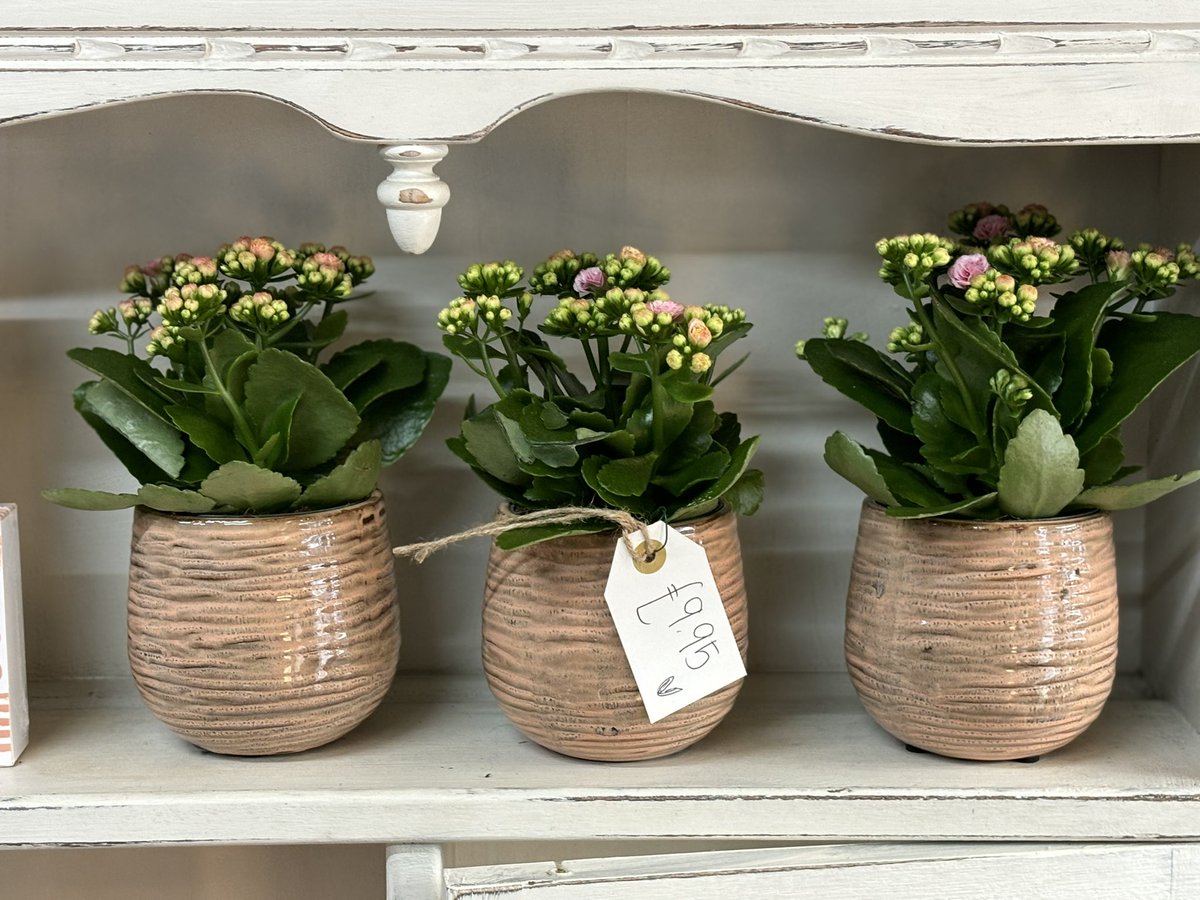 🩷MOTHERS DAY SUNDAY 10TH 🩷

Kalanchoe plants in cute ceramic pots.

£9.95
.
.
.
.
.
#audreyasquithflorist #Mothersday2024 #mothersdaygiftideas #shoplocal #plants
