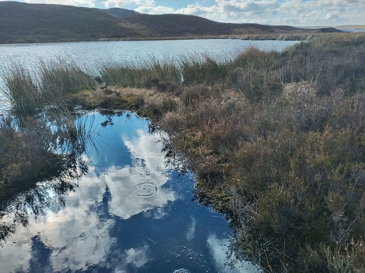 First frog spawn of the year (for Abbi anyway!) spotted at Harbottle lake, logged on the PondNet Spawn Survey for the Freshwater Habitats Trust @Freshwaterhabs log your sightings to join in with this citizen science project - freshwaterhabitats.org.uk/advice-resourc…