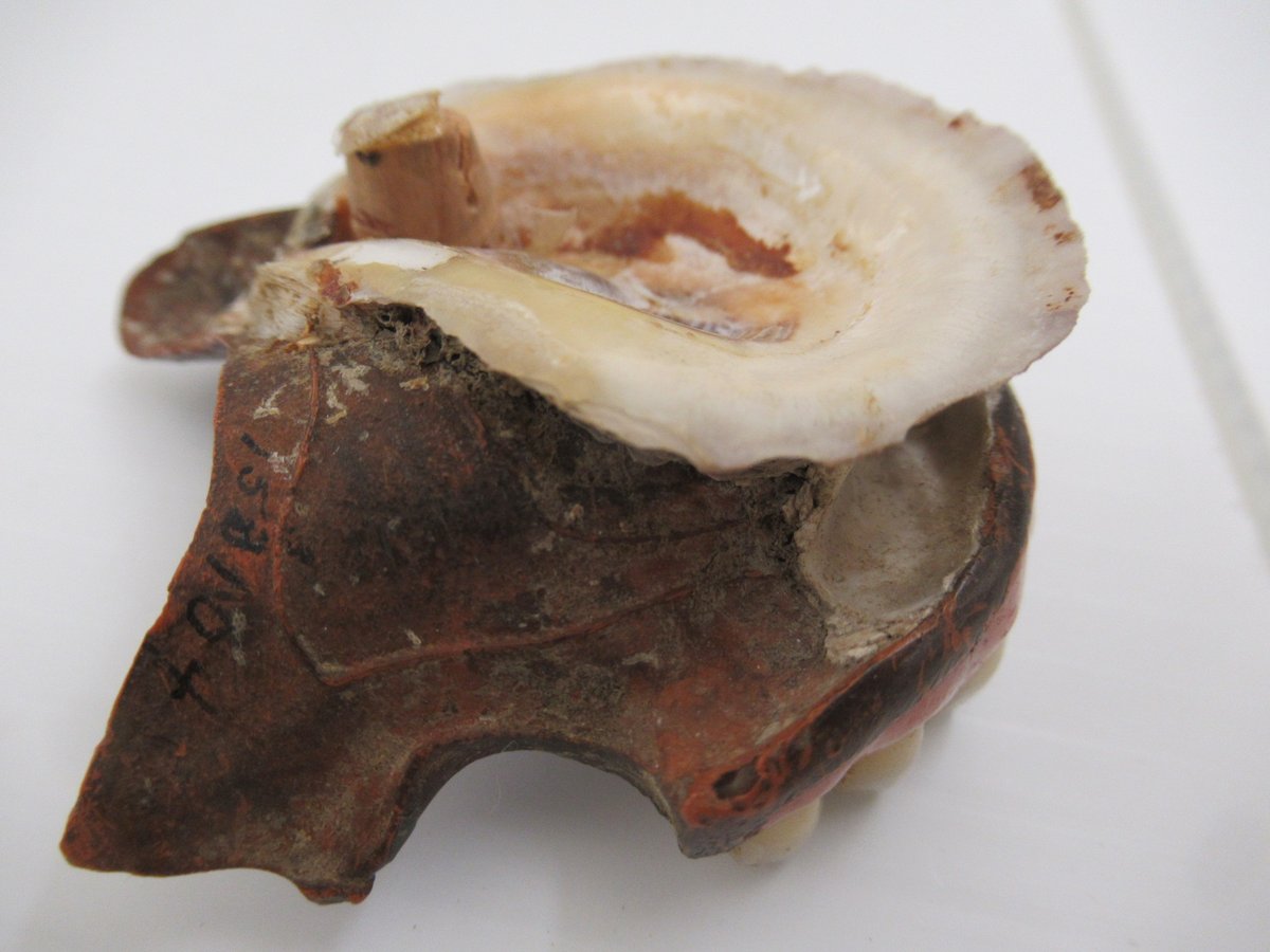 OYSTER HAS TETH! Crassostrea growing on denture! #FROMthecollections dredged from Lookout Pt. (off Maryland) poss. 1898? #molluscmonday #molluskmonday
