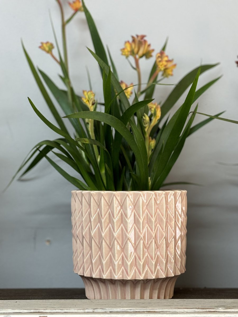 🩷MOTHERS DAY SUNDAY 10TH 🩷

Kangaroo Paw plant in glazed ceramic pot.

£18.95
.
.
.
.
.
#audreyasquithflorist #Mothersday2024 #mothersdaygiftideas #shoplocal #plants