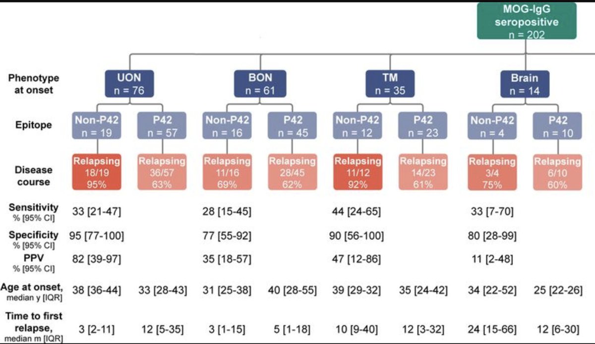 IJMSCtweets's tweet image. Non-P42 MOG-IgG predicts #relapsing course in significant subgroup of indivs w/#MOGAD. Those w/ unilateral #OpticNeuritis, most frequent MOGAD phenotype, can reliably be tested at onset, regardless of age &amp;amp; sex. doi.org/10.1136/jnnp-2… @Ganesha_Li @FabienneBrilot @kids_research