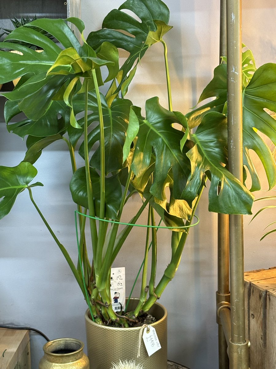 🩷MOTHERS DAY SUNDAY 10TH 🩷

HUGE Monstera plant in gold ceramic pot - very healthy!

£49.95
.
.
.
.
.
#audreyasquithflorist #Mothersday2024 #mothersdaygiftideas #shoplocal #plants
