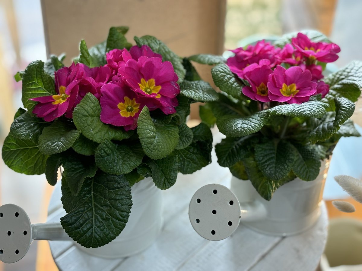 🩷MOTHERS DAY SUNDAY 10TH 🩷

Primula plants in watering can pot.

£7.50
.
.
.
.
.
#audreyasquithflorist #Mothersday2024 #mothersdaygiftideas #shoplocal #plants