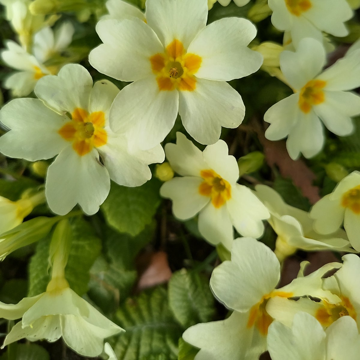 Native primroses - Primula Vulgaris. An ancient woodland indicator species. Now in full bloom across the national park. An important early nectar source for pollunators. Irish folklore states primroses by the door will keep fairies away. @NlandNP #folklore #wildflowers