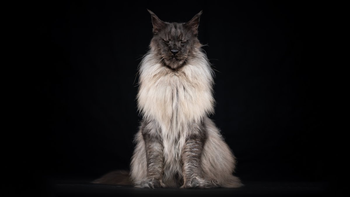 Felis Gallery by Robert Sijka tweet media