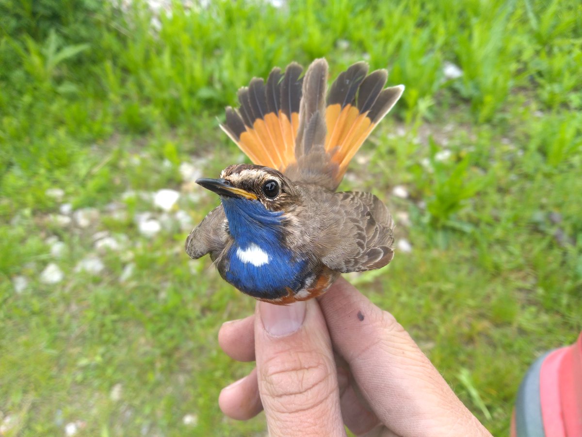 AviSample Network tweet media