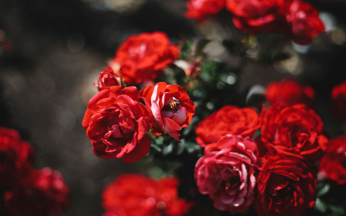 grangettos's tweet photo. Rose enthusiasts, what's your secret to maintaining vibrant and healthy blooms in your garden? Share your rose-care tips with us! Comment Below! ⬇️🌹 
#Grangettos #RoseGarden #GardenTips #Gardening #SanDiego #Encinitas #Fallbrook #Escondido https://t.co/jqILtpPoOC