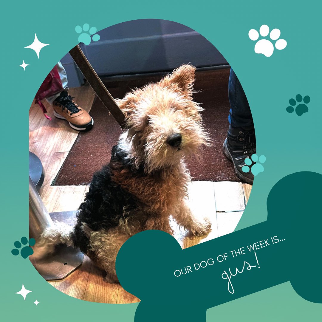 Introducing our Dog of The Week, Gus! 

We love dogs at Kooks Unlimited, and want to show our appreciation! Being in your dog when you shop with us and enter in our Dog of The Week and Month competition! The owner of the Dog of The Month will receive a prize! #richmonduponthames