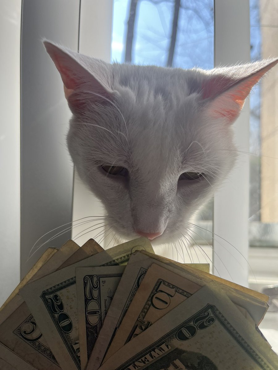 swagmastarpaul's tweet image. Money cat says you will have great financial success this month