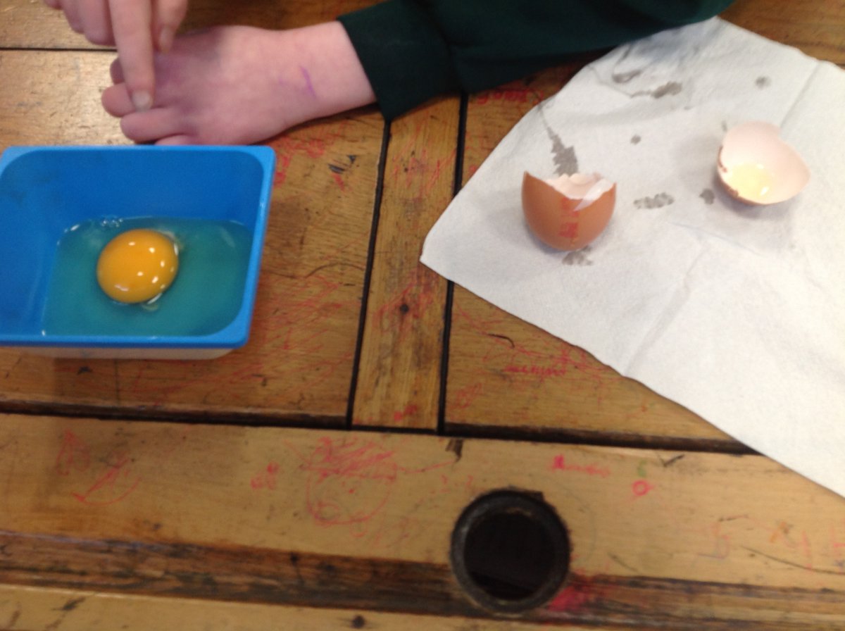 CrocClass's tweet image. The hatching kit has arrived in Year 5 today and we have already spotted one egg starting to crack!  In the meantime, we looked at some unfertilised eggs ourselves to identify and understand the workings of the different parts @WillowsCE