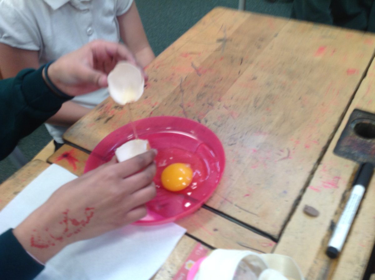 CrocClass's tweet image. The hatching kit has arrived in Year 5 today and we have already spotted one egg starting to crack!  In the meantime, we looked at some unfertilised eggs ourselves to identify and understand the workings of the different parts @WillowsCE