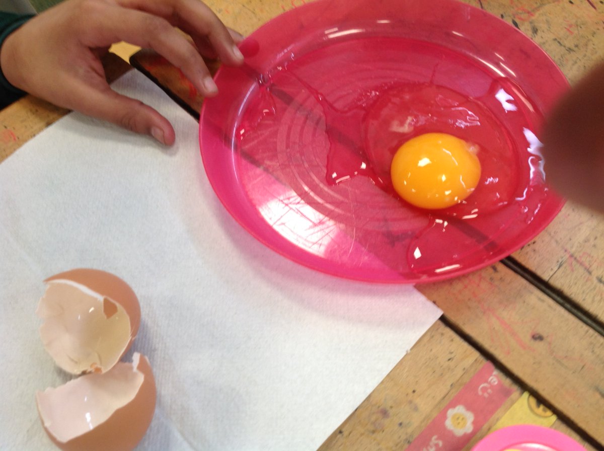 CrocClass's tweet image. The hatching kit has arrived in Year 5 today and we have already spotted one egg starting to crack!  In the meantime, we looked at some unfertilised eggs ourselves to identify and understand the workings of the different parts @WillowsCE