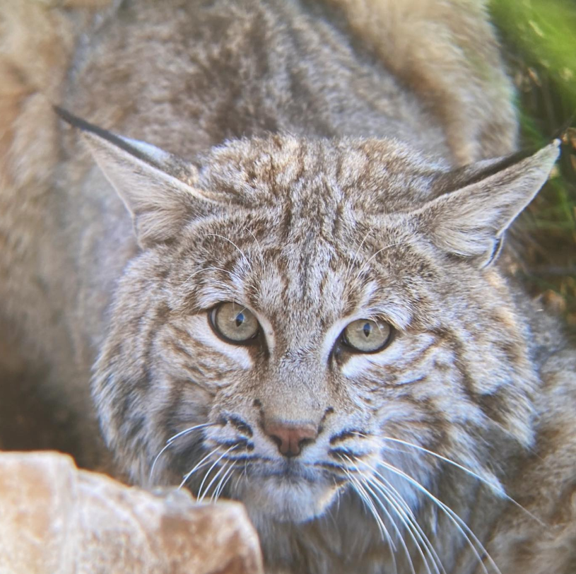 'Bobcat fur is beautiful, renewable, biodegradable and sustainable' - NH trapper after he skinned a bobcat he killed from another state, as bobcats are protected in NH

Look in those eyes and see the soul of this trapped bobcat. #NHCART #BanTrapping #BanFur