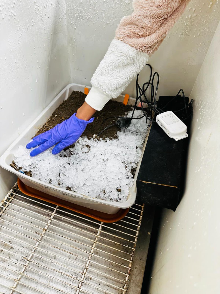 Anu_neth's tweet photo. 🌱We are looking at how low temperature, soil moisture content form of precipitation affect soybean  emergence and early growth. Excited about the results🌿.Thanks to @Ohiosoycouncil and the @CFAES_OSU for their funding support!  Thanks to @cropstressOSU for guidence! https://t.co/VfUIyJF0zu