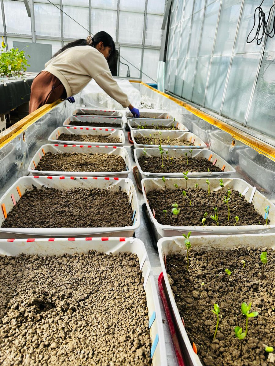 Anu_neth's tweet photo. 🌱We are looking at how low temperature, soil moisture content form of precipitation affect soybean  emergence and early growth. Excited about the results🌿.Thanks to @Ohiosoycouncil and the @CFAES_OSU for their funding support!  Thanks to @cropstressOSU for guidence! https://t.co/VfUIyJF0zu