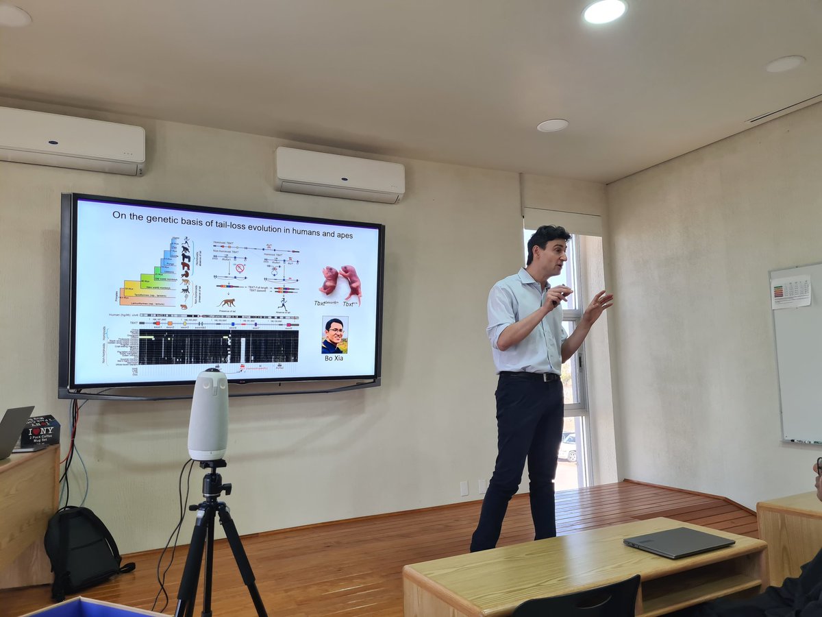 daniela_oaks's tweet image. We are super excited to host @ItaiYanai @nyugrossman today at @LIIGH_UNAM! He is telling us about his recent amazing paper on how we lost our tails (link below) and other science stories from his lab! 

Read really cool paper: nature.com/articles/s4158…