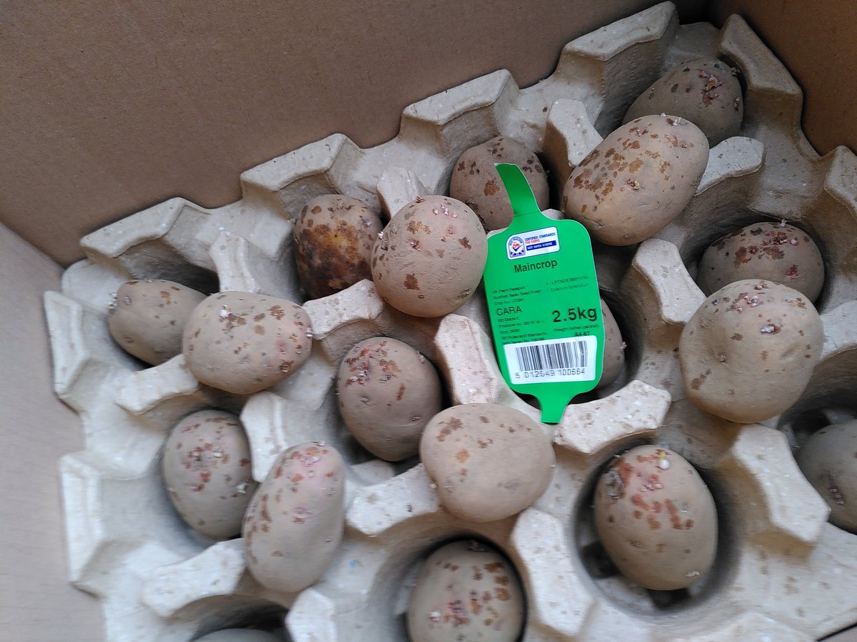 Always keen on #recycling, we are chitting our Cara seed potatoes from <a href="/KingsSeeds_UK/">Kings Seeds</a> in a <a href="/montysbrewery/">Monty's Brewery</a> bottle box. Makes a good container but unfortunately it only works when there's no beer left!