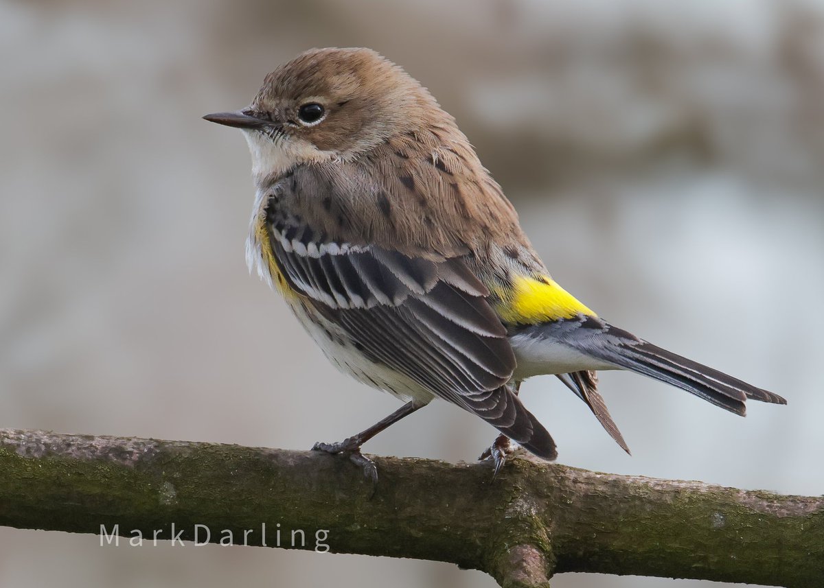 Myrtle Warbler, Kilwinning, Ayrshire. 4th March 2024.
#TwitterNaturePhotography #NaturePhotography #nature #naturelover #BirdsSeenIn2024 #wildlifephotography #birdphotography #birdwatching