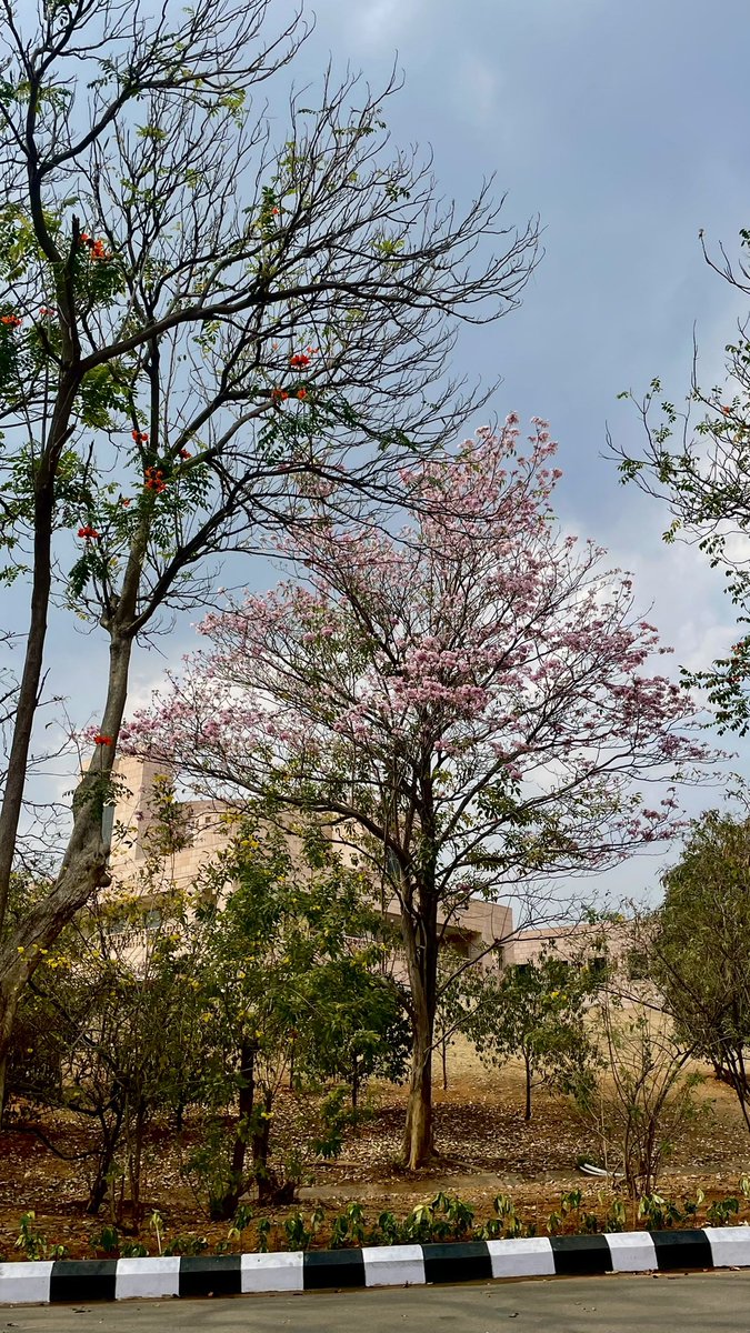 irischowdary's tweet photo. Hello #March 🌸
#Spring #PreSummer #SiriFlix #LifeatISB https://t.co/sNdUXt7lMj