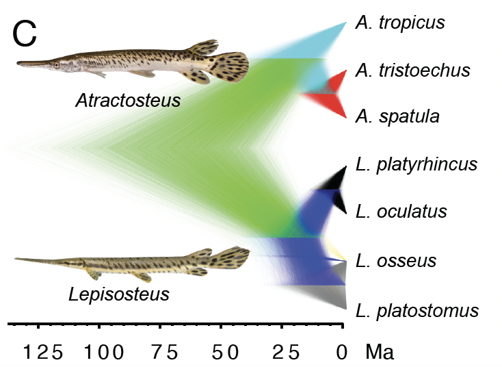 ChaseBrownstein's tweet photo. 6/13 This makes gars the oldest wild hybrid cross in eukaryotes by nearly 50 million years. How could barriers to hybrid viability and fertility fail to form over >100 million years? https://t.co/4vVS7YE6XF