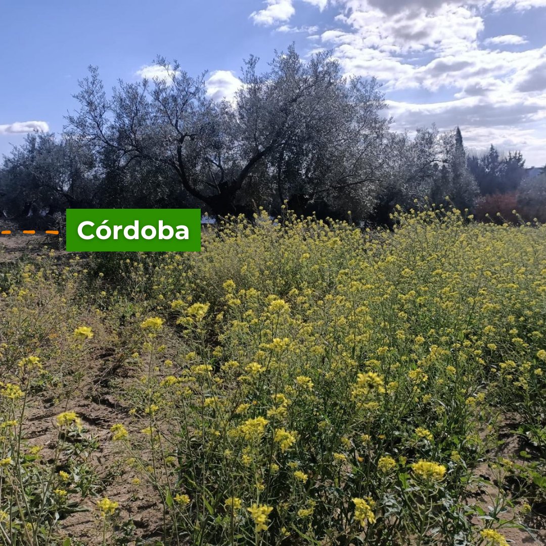 RAÍCES por UPA Joven tweet media