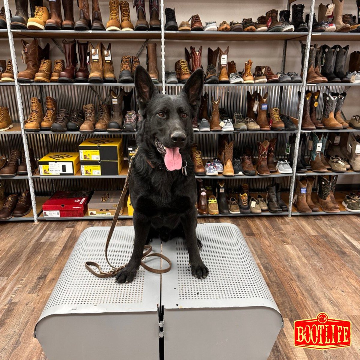 thebootlife's tweet image. Falcon and so many of our other favorite customers stopped by the Shoot Your Shot Event!!!  Falcon just let us take his picture 🥾🐾
#customers #ThankYou #bootstore #downtownmansfield