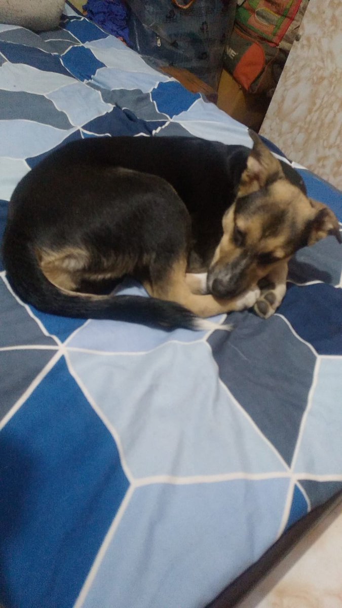 Pls share this post for mingi adoption and read her sad story 🐾🏘️