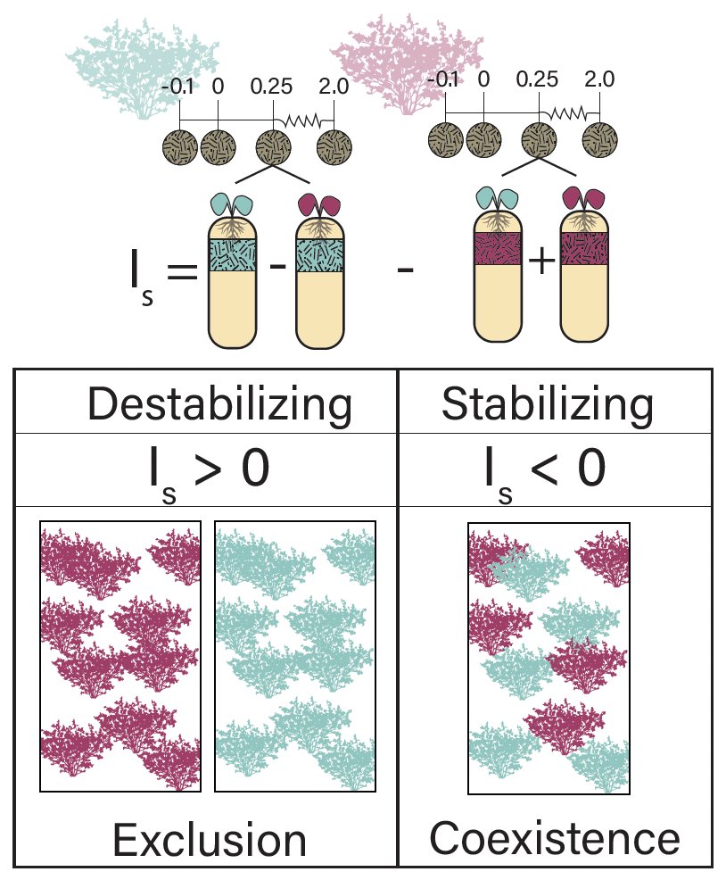 🌱From the upcoming #AJB #Polyploidy special issue🌱 Plant–soil microbe feedbacks depend on distance & ploidy in a mixed cytotype population of #creosote bush By Benjamin Gerstner, @RobertLaport et al. doi.org/10.1002/ajb2.1… #botany @PolyploidPapers @wileyplantsci